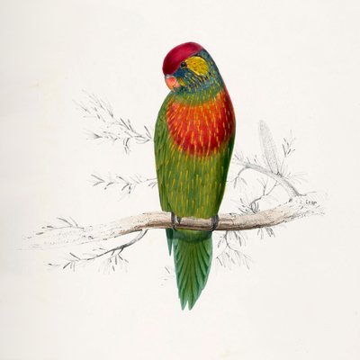 Psitteuteles versicolor von Edward Lear